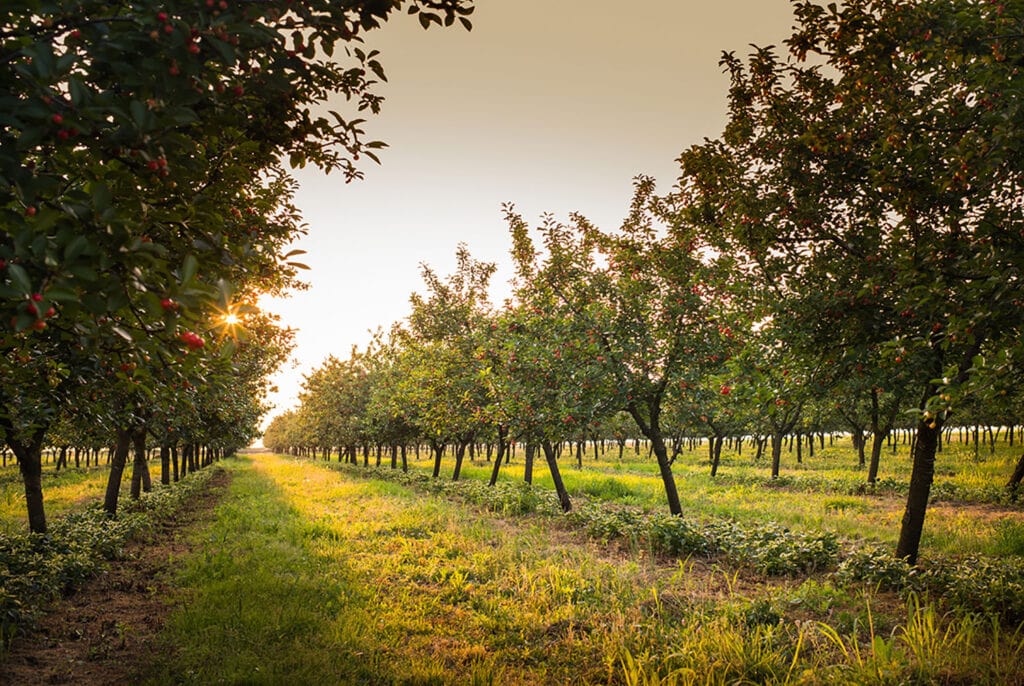 apple orchard