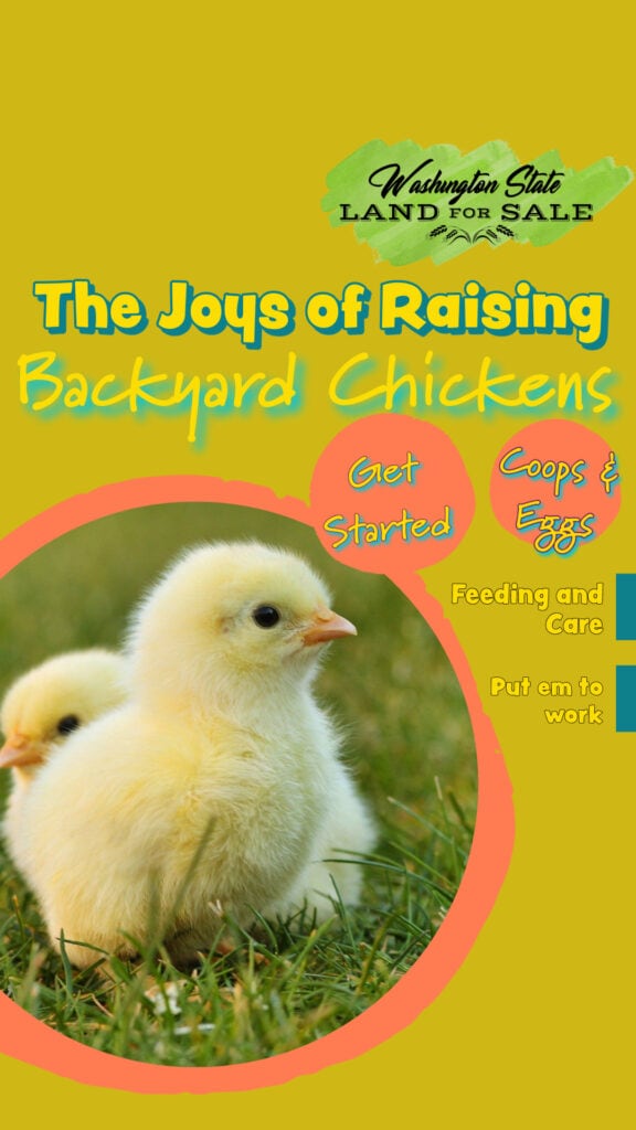 Learn about raising chickens by reading this blog post