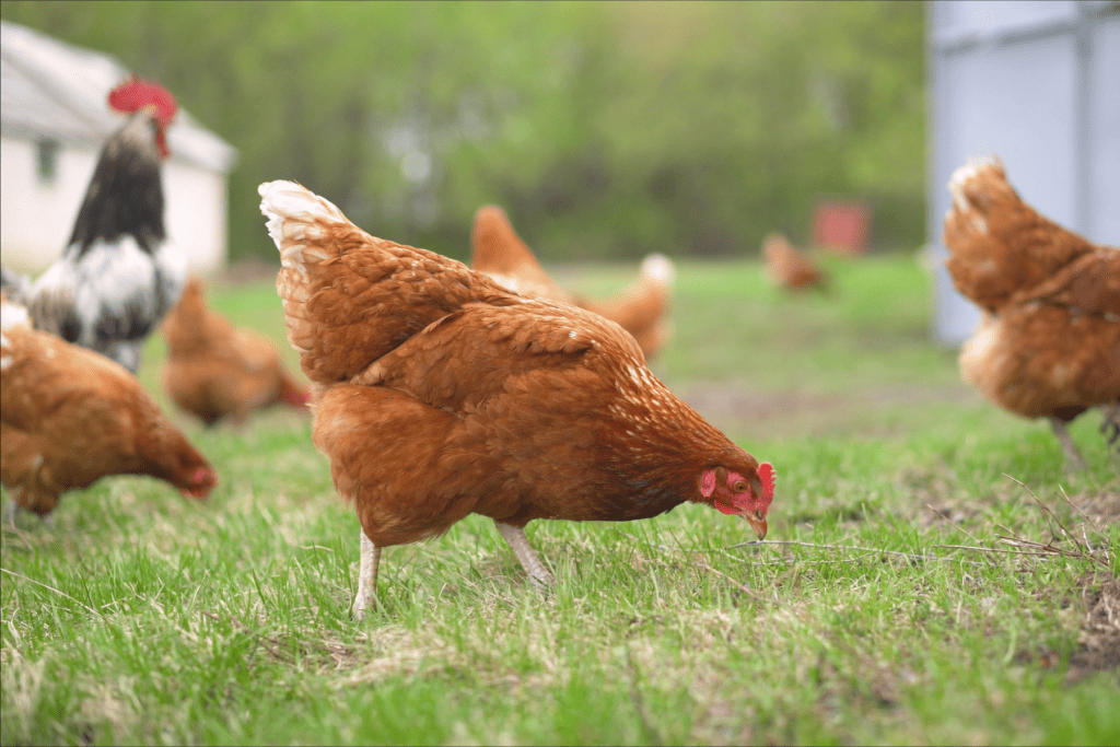 red backyard chicken pecking grass