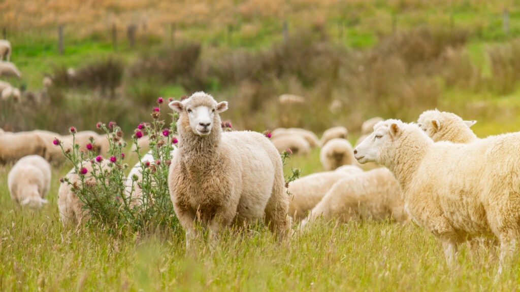 sheep herd grazing