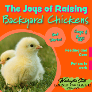 Blog post about raising backyard chickens for eggs and as pets