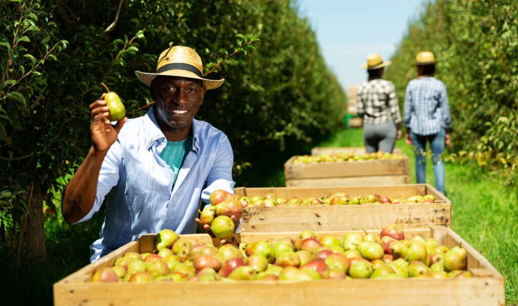 apple farmer at harvest