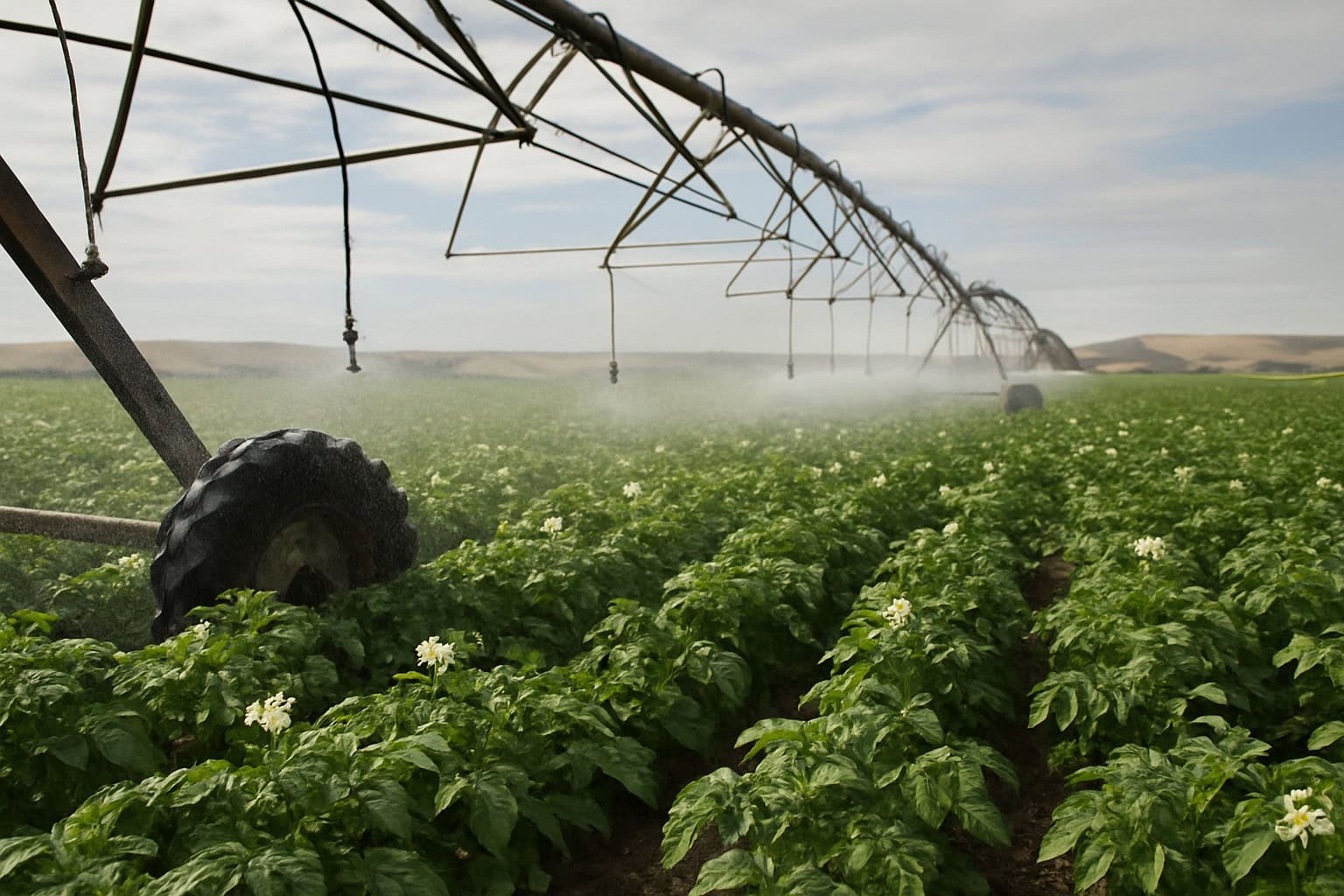 Center pivot irrigation system in a potato field in the Quincy-Columbia Basin.
