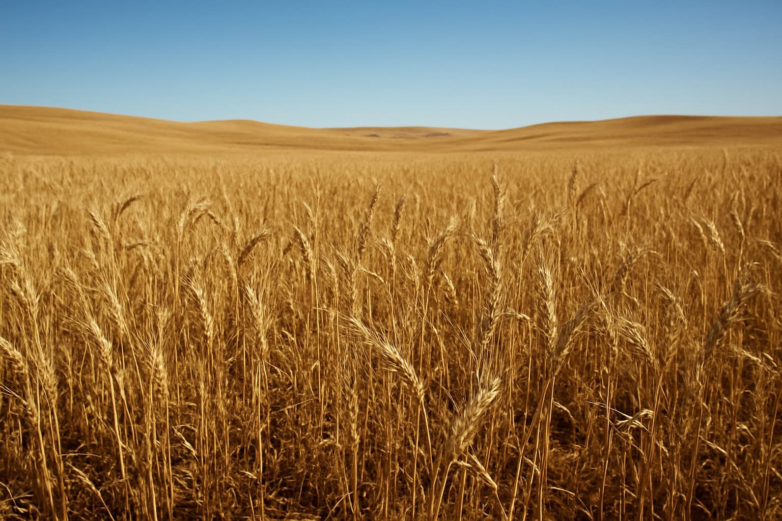 Dryland wheat fields in Eastern Washington with golden fields and blue sky.