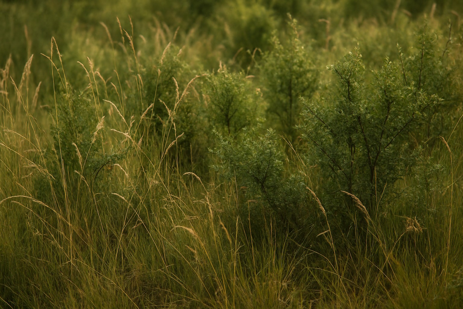 Native grasses and shrubs in Washington providing habitat for birds.