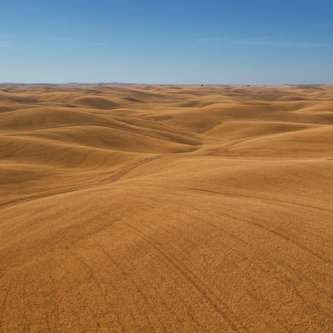 Aerial view of dryland wheat fields in Eastern Washington with rolling hills.